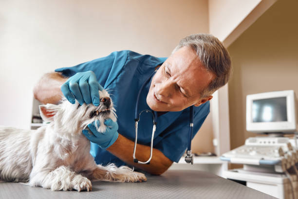 Best Dentist for Tooth Abscess  in Forks, WA